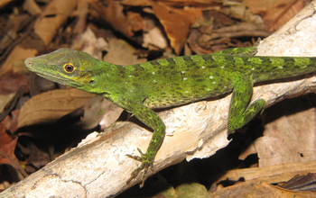 A green lizard in the Atlantic forests